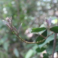 Zanthoxylum asiaticum (L.) Appelhans, Groppo & J.Wen